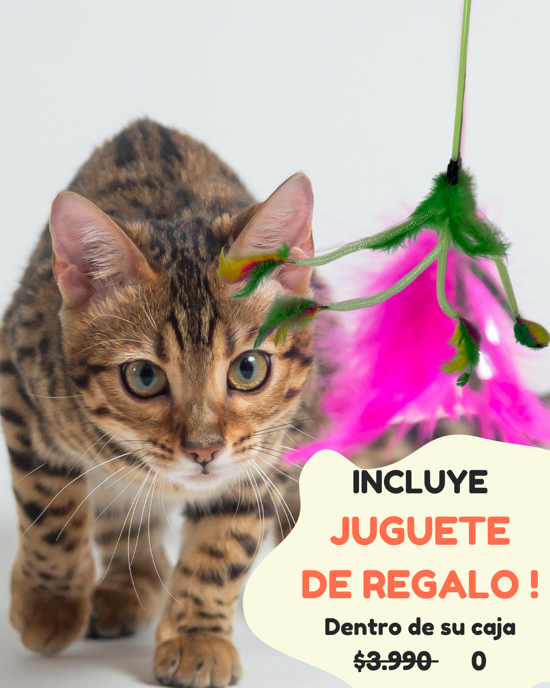 Bocadillo Box Michis + Juguete de REGALO !